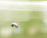 In Flight
Recommended sizes: 8x10, 12x15, 16x20